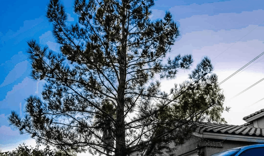 Alex's Tree Services